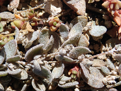 Atriplex buchananii