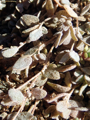 Atriplex buchananii