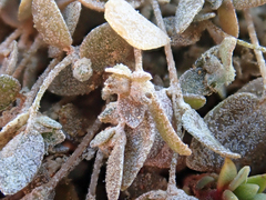 Atriplex buchananii