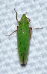 Draeculacephala bradleyi