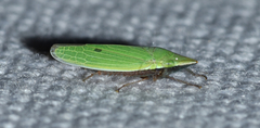 Draeculacephala bradleyi