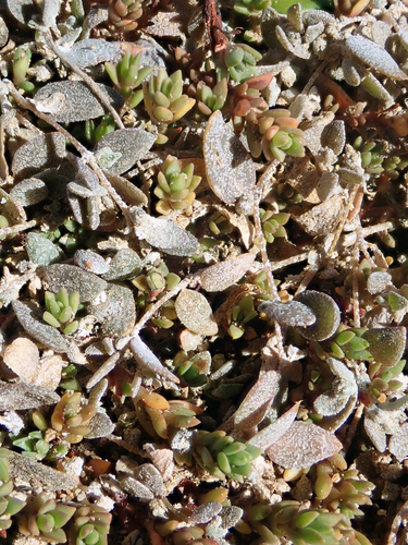 Atriplex buchananii (Atriplex buchananii)