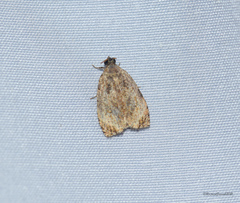 Etanna breviuscula