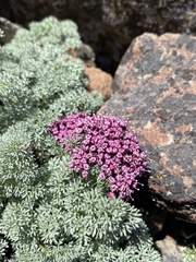Lomatium minus