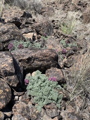 Lomatium minus