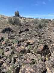 Lomatium minus