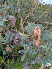Banksia oreophila