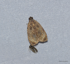 Adoxophyes privatana