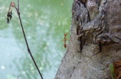 Oecophylla smaragdina