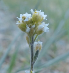 Draba cana