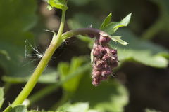 Heuchera pulchella
