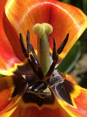 Tulipa gesneriana