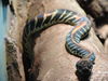 Boelen's Python - Photo (c) Wikimedia Commons, some rights reserved (CC BY)