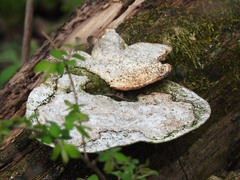 Trametes elegans