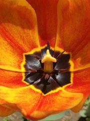 Tulipa gesneriana