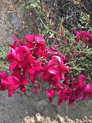 Lathyrus splendens