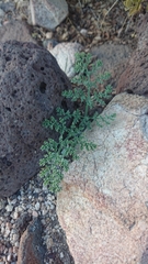 Lomatium mohavense