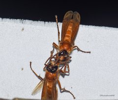 Provespa barthelemyi