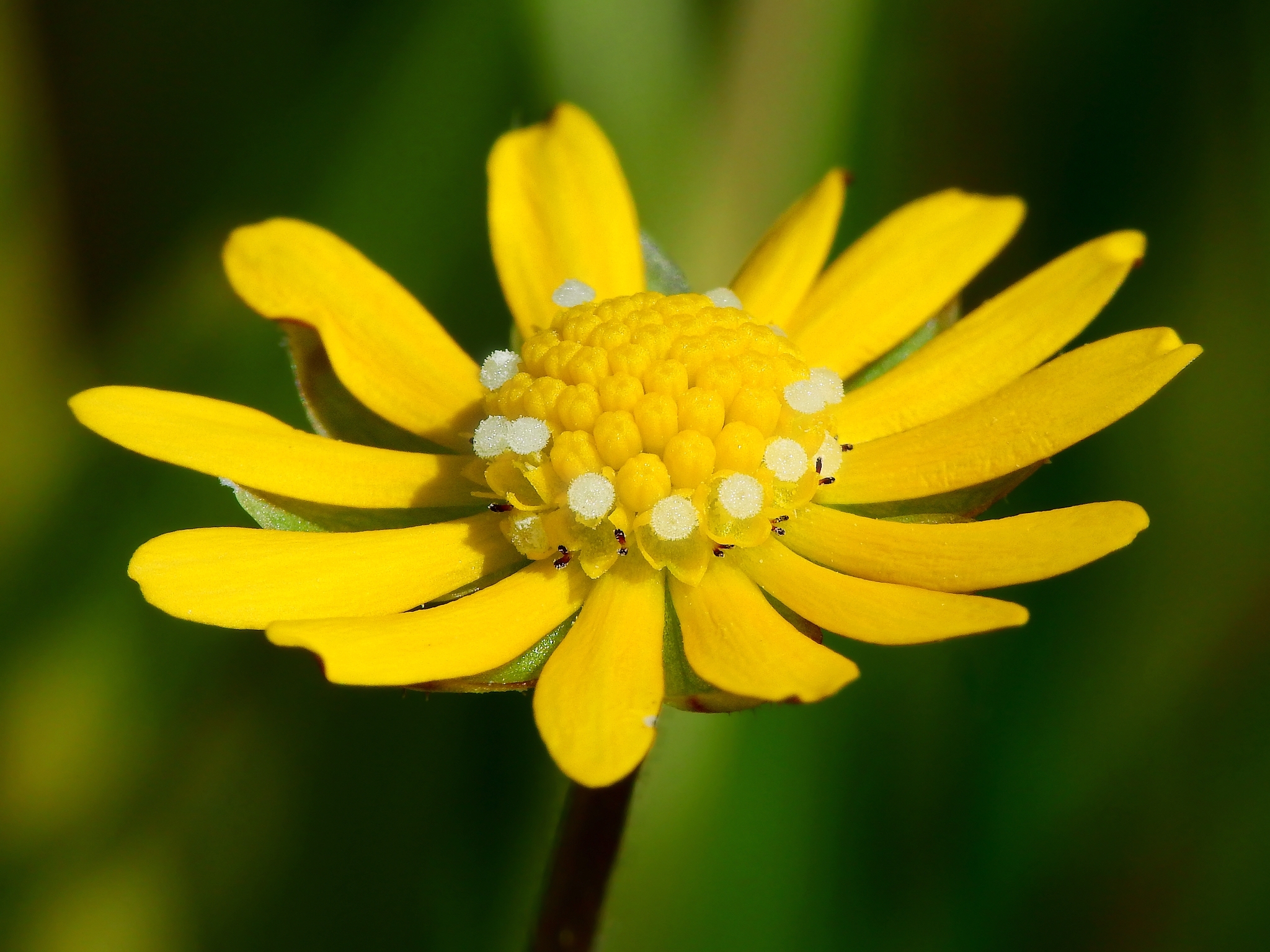 Blennosperma bakeri
