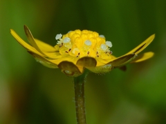 Blennosperma bakeri