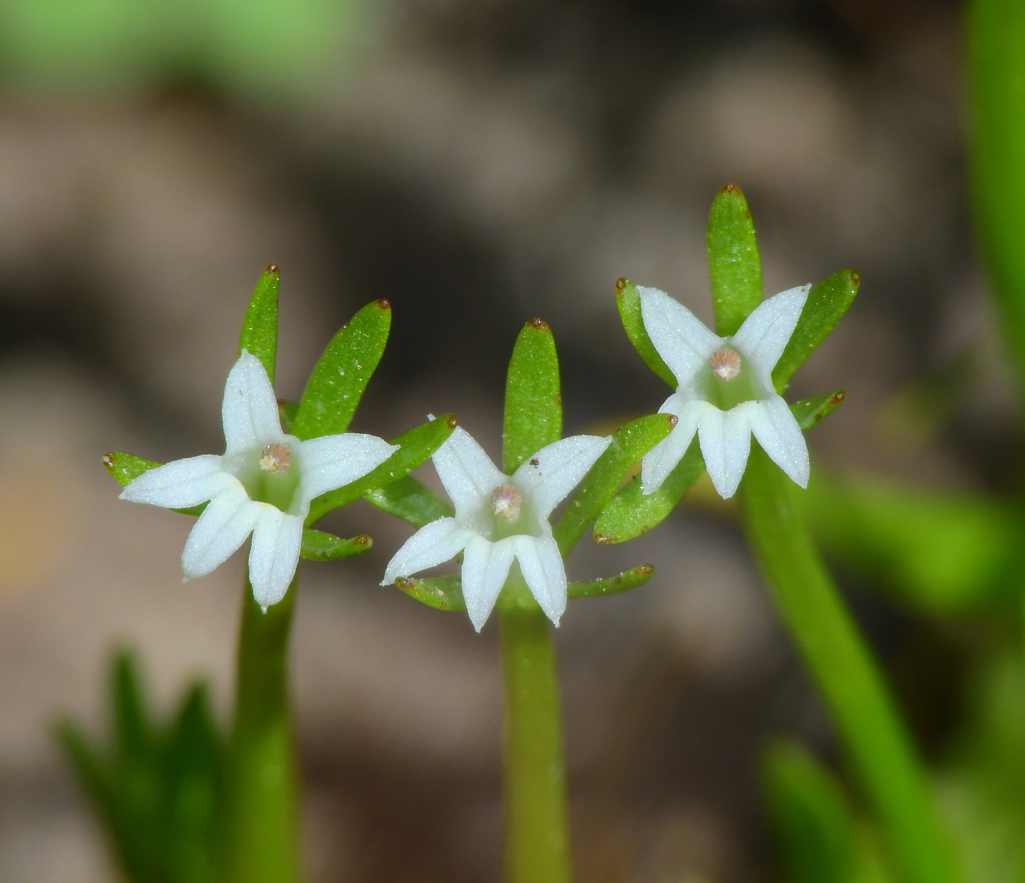 Downingia pusilla