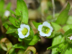 Gratiola ebracteata