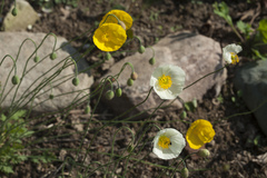 Papaver amurense