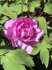 Paeonia × suffruticosa
