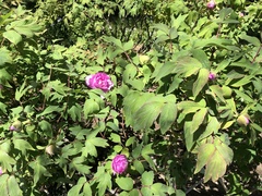 Paeonia × suffruticosa