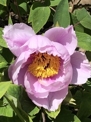 Paeonia × suffruticosa