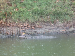 Varanus salvator macromaculatus