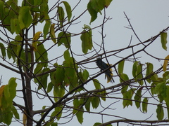 Eudynamys scolopaceus