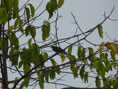 Eudynamys scolopaceus