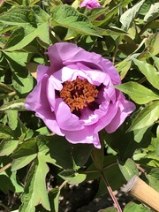 Paeonia × suffruticosa