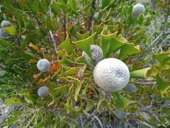 Isopogon trilobus