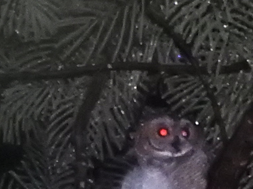 Mottled Wood Owl (Strix ocellata), photo 8