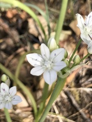 Allium hyalinum
