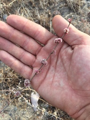 Eriogonum roseum