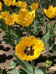 Tulipa gesneriana