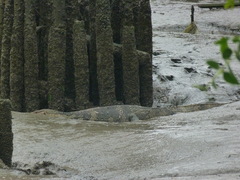 Varanus salvator macromaculatus