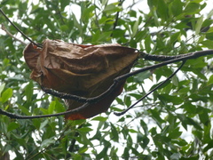 Oecophylla smaragdina