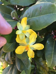 Ochna thomasiana