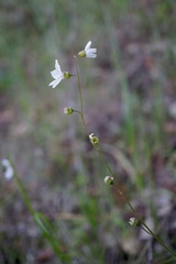 Lithophragma cymbalaria