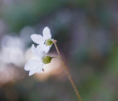 Lithophragma cymbalaria