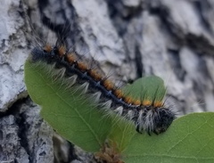 Malacosoma constricta