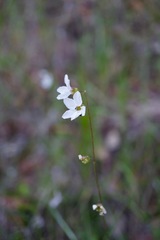 Lithophragma cymbalaria