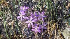 Brodiaea minor