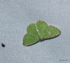 Argyrocosma inductaria