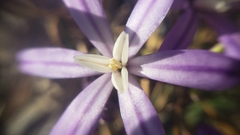 Brodiaea minor