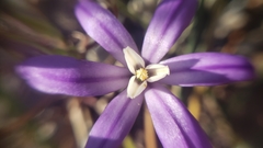 Brodiaea minor